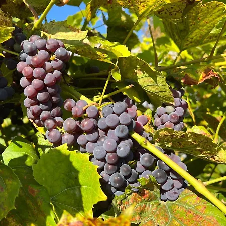 Ledowohouse Industrial Style Kids Friendly ヴィラ *