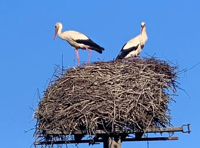 Ledowohouse Industrial Own Golf Course, Kids Friendly *